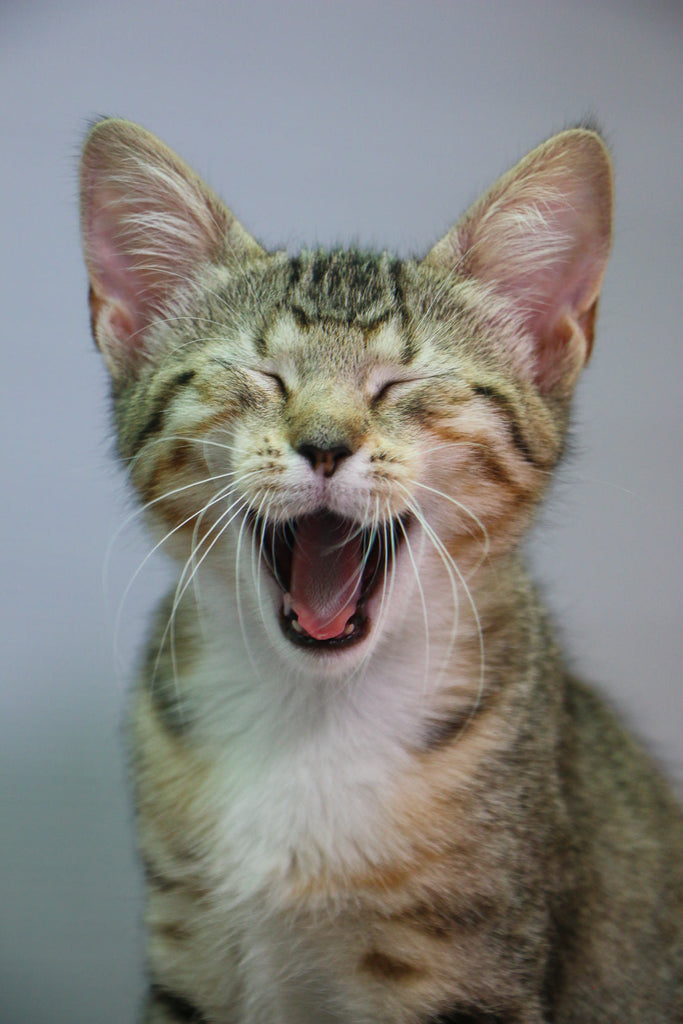 Let them become your feline couch potatoes - Cattery at capacity