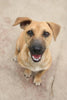 From the Streets to a Sofa: The Remarkable Recovery of Huxley