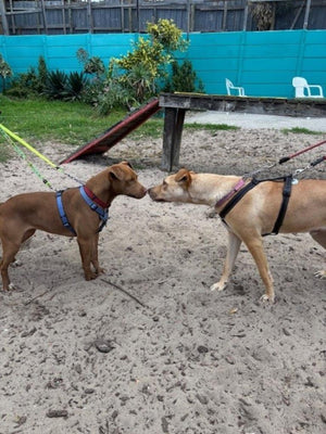How to introduce a rescue to your family