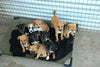 It's not raining cats and dogs in Cape Town — just dogs