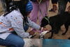 Free Wills, Lasting Love: How National Wills Week Can Help You Protect the Animals You Care About