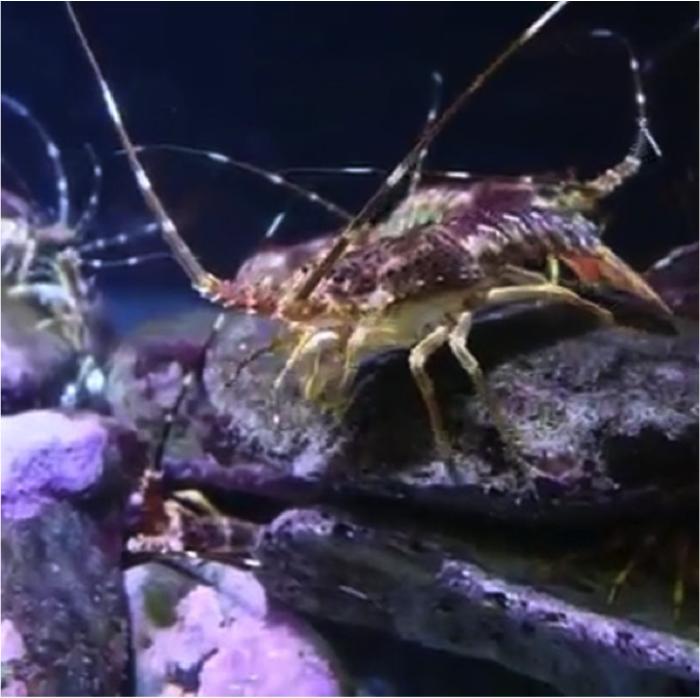 Two Oceans Aquarium - Cape Town