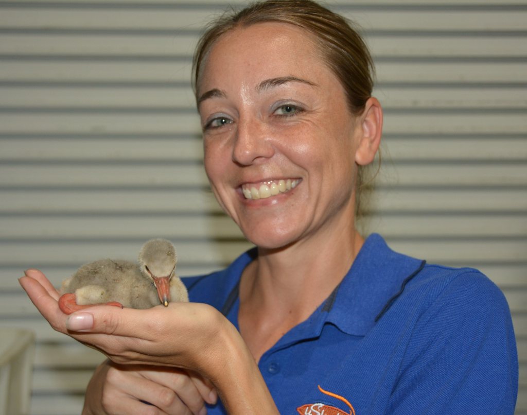 uShaka Sea World joins national efforts to provide a temporary home for 250 Lesser Flamingo chicks