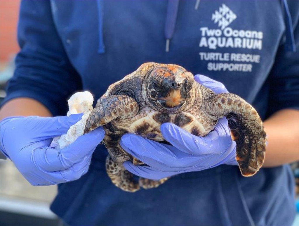 One Blue Heart: Giving Heart and Hope to Turtle Conservation