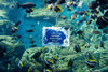 MPA Day by Numbers: Plans to Make the 2025 MPA Day the Biggest Celebration Yet