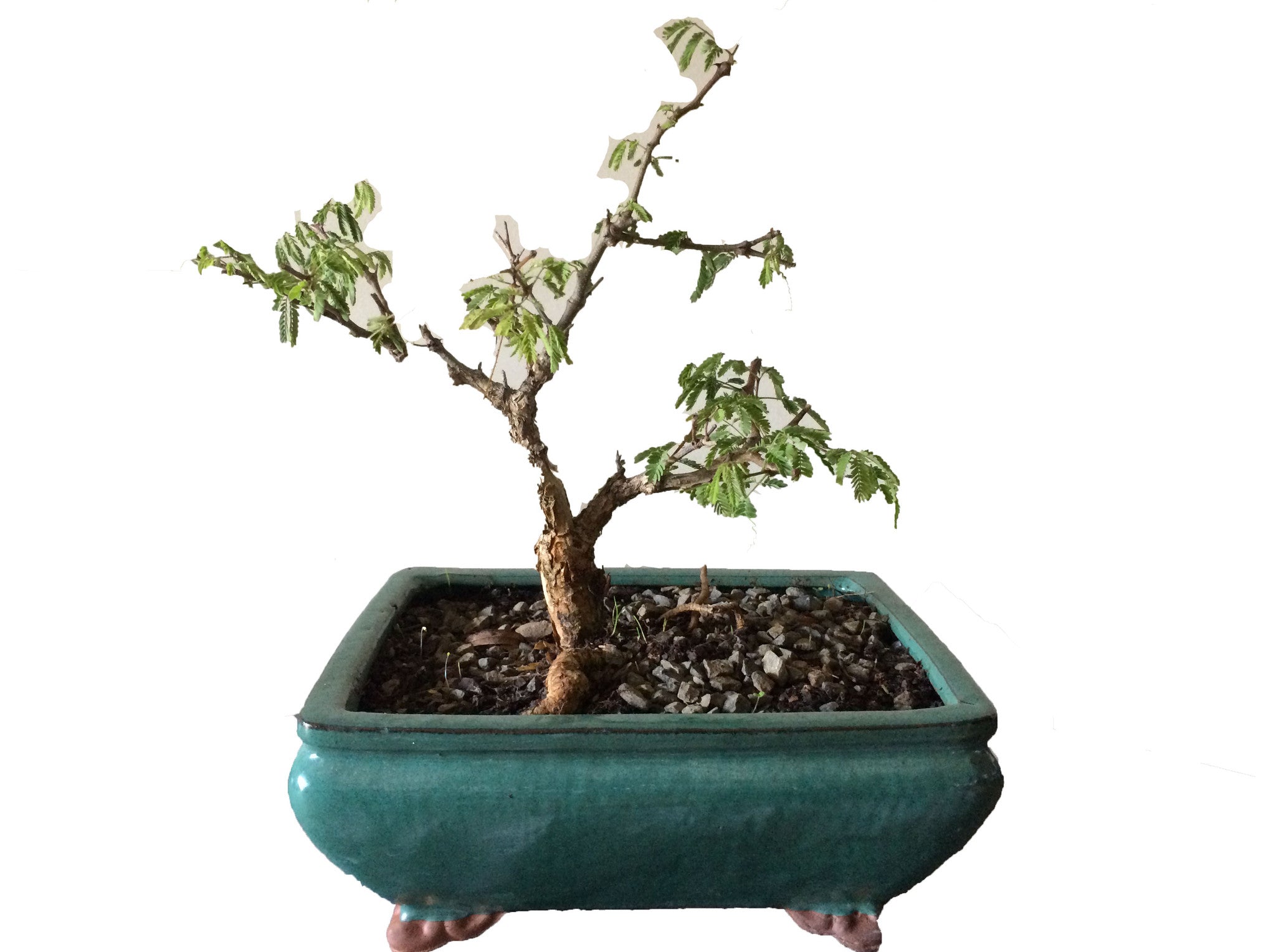 black monkey thorn tree bonsai Bonsai Acacia Burkei (Black Monkey Thorn) – iloveza.com
