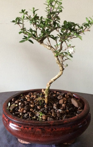 Bonsai Serissa Foetida (Snow Rose) - iloveza.com - 1