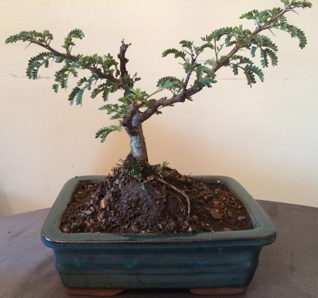 Bonsai Acacia Galpinii (Monkey Thorn) - iloveza.com - 1