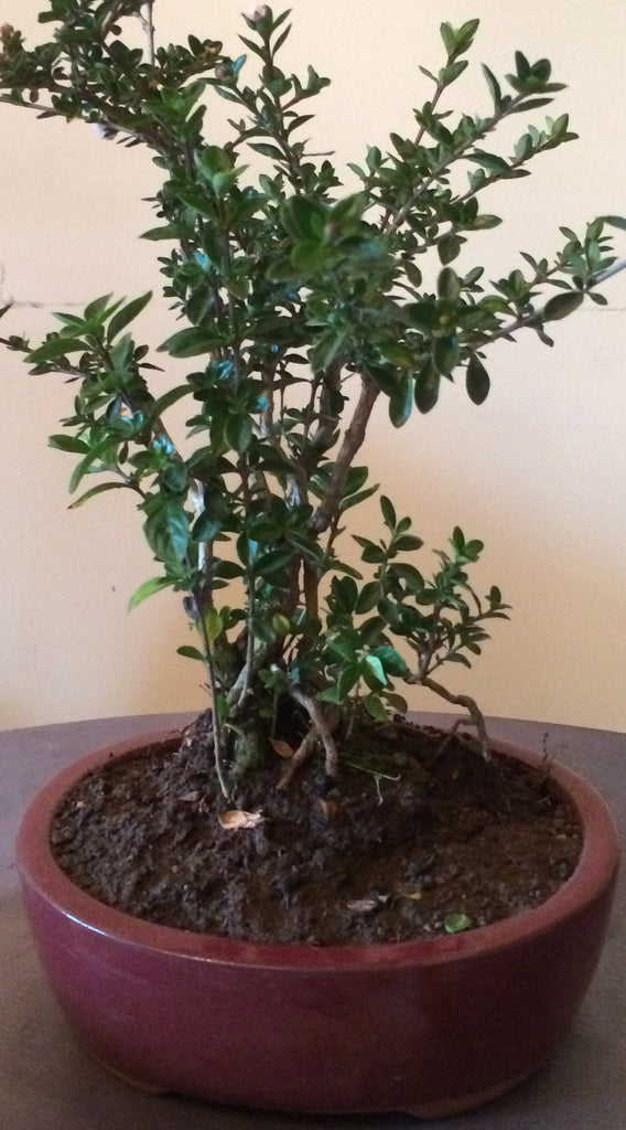 Bonsai Serissa Foetida (Tree of a Thousand Stars) - iloveza.com - 1