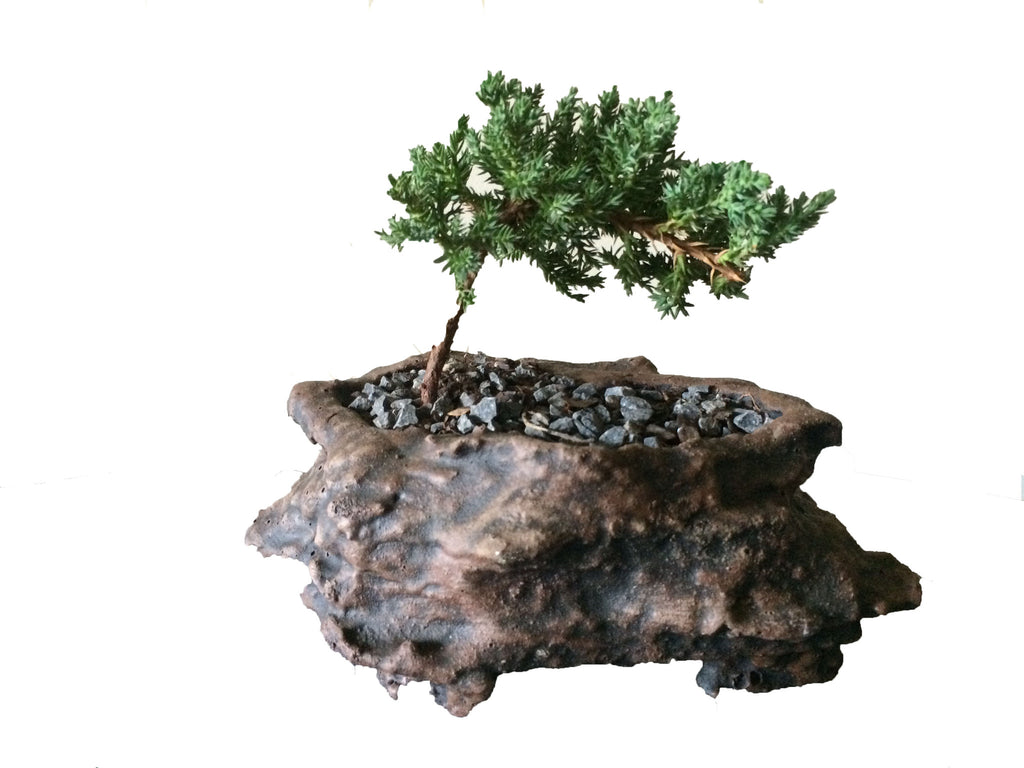 Bonsai Juniperus Procumbens Nana (Juniper) - iloveza.com - 1