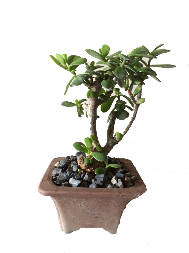 Bonsai Portulacaria Afra (Money Tree) - iloveza.com - 1