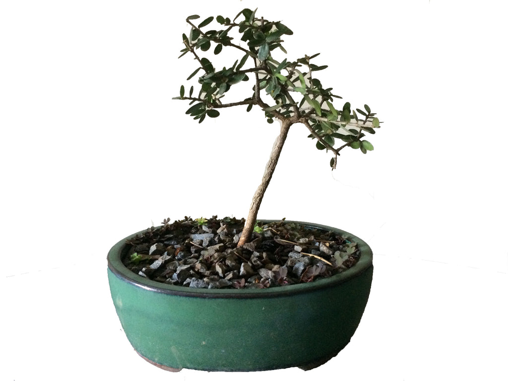 Bonsai Olea Africana (African Olive) - iloveza.com - 1