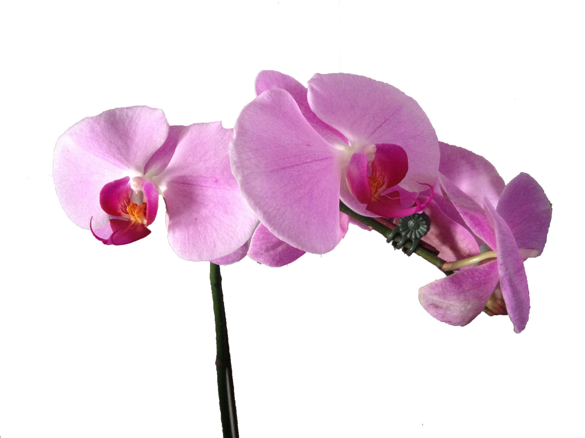 Orchid - Phalaenopsis - iloveza.com - 4