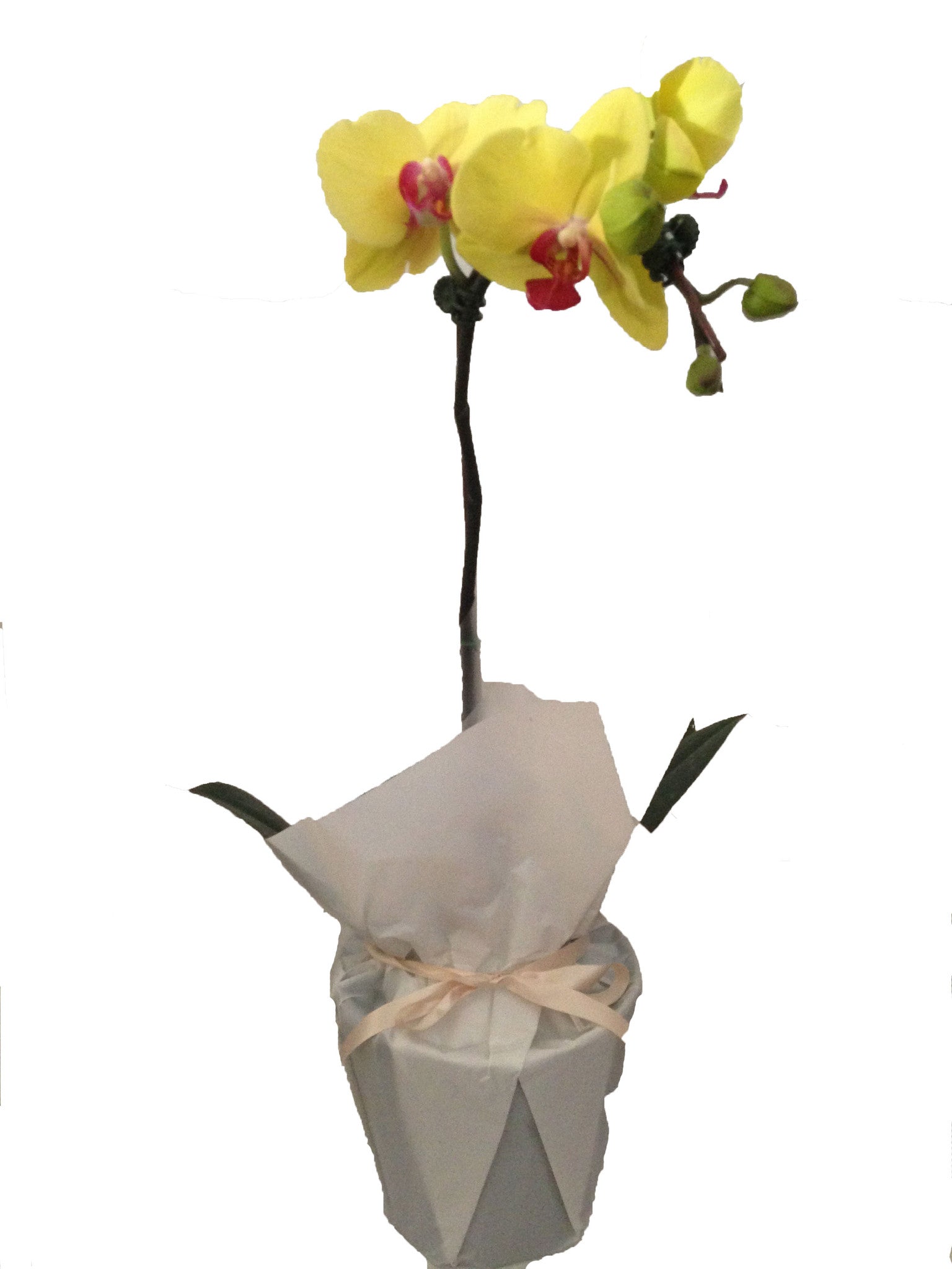 Orchid - Phalaenopsis - iloveza.com - 1