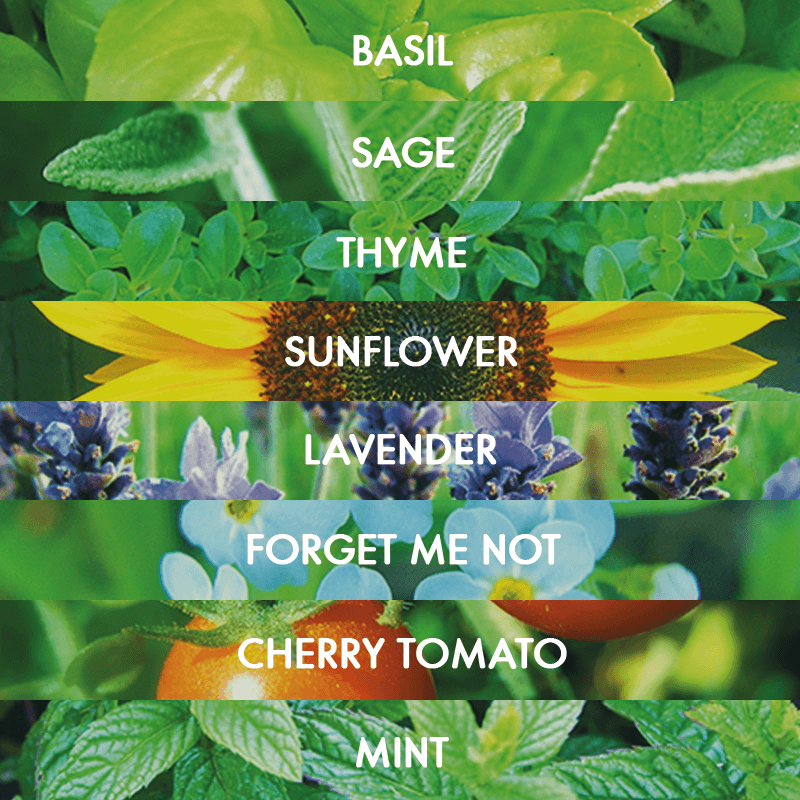 Sprout Pencil (Mix Pack of 8) - iloveza.com - 4