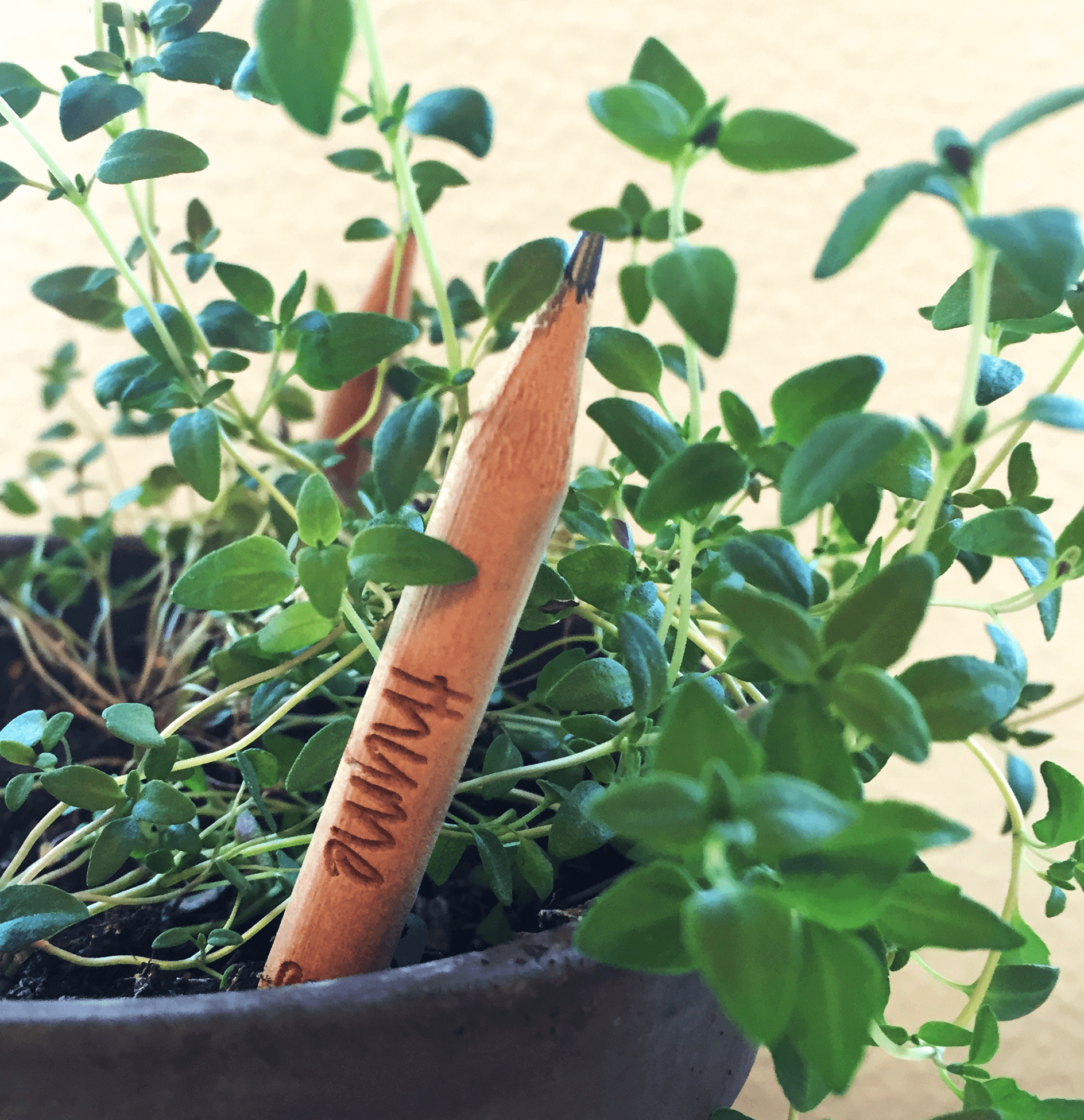 Sprout Pencil - iloveza.com - 4